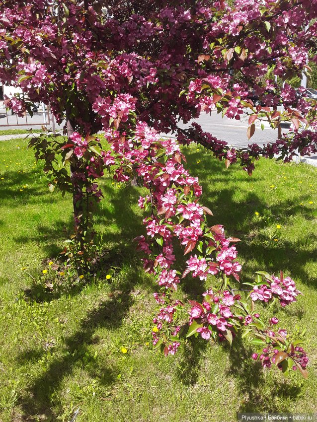 Яблоневый цвет — Домашние фото авторских игрушек: Тедди (фото 10)