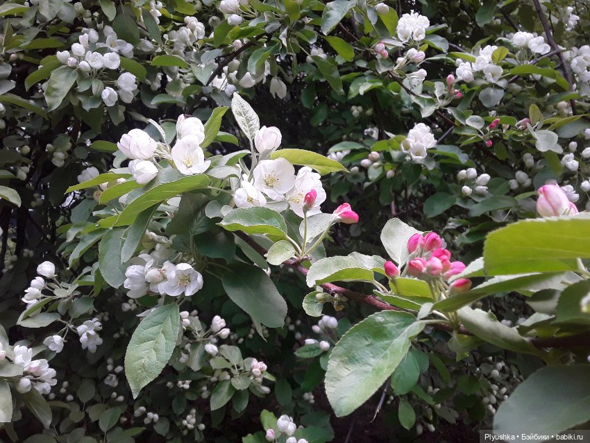 Яблоневый цвет — Домашние фото авторских игрушек: Тедди (фото 3)