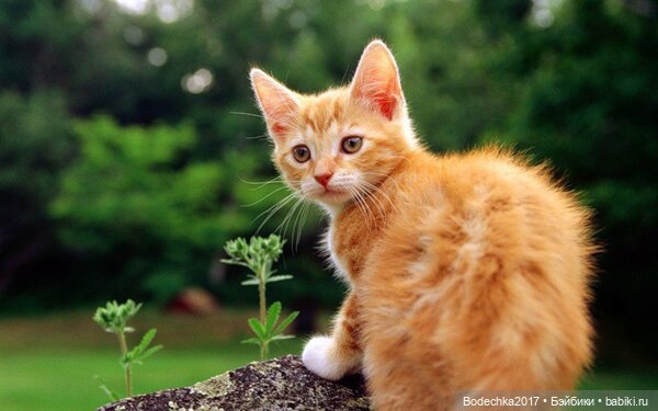 С Днем рыжих — Коллекционные игрушки и фигурки: Lego (фото 6)