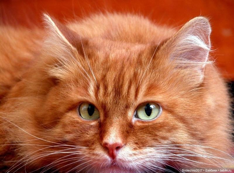 С Днем рыжих — Коллекционные игрушки и фигурки: Lego (фото 3)