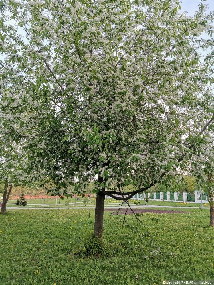 Моя новенькая рыженькая девочка (фото 9)