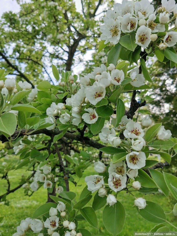 Моя новенькая рыженькая девочка