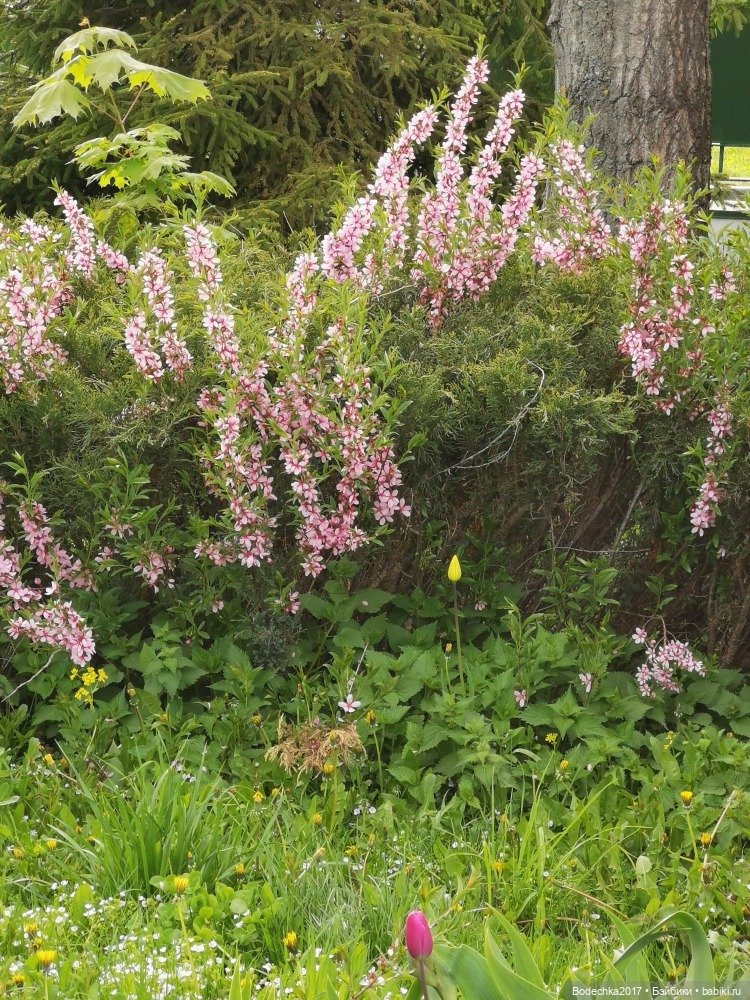 Моя новенькая рыженькая девочка (фото 10)