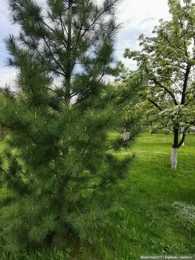 Моя новенькая рыженькая девочка (фото 3)