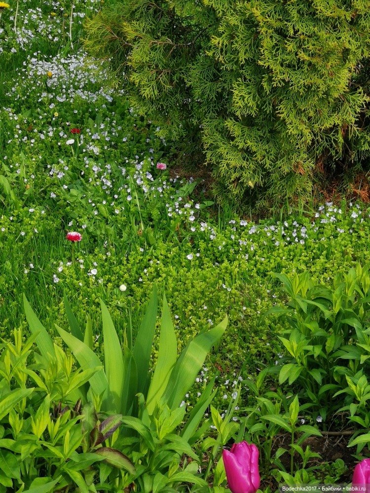 Моя новенькая рыженькая девочка (фото 5)