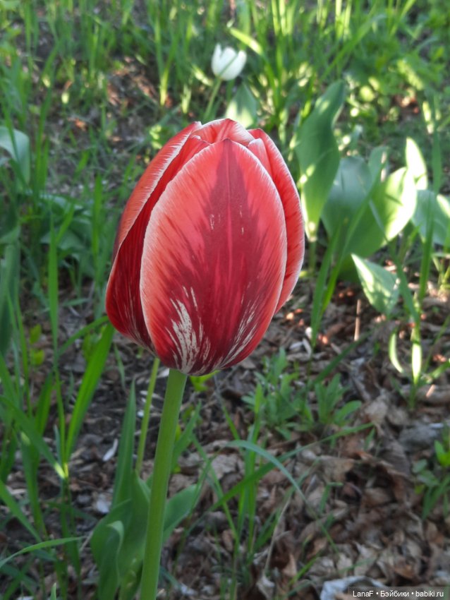 Приглашаем на прогулку в лесопарк