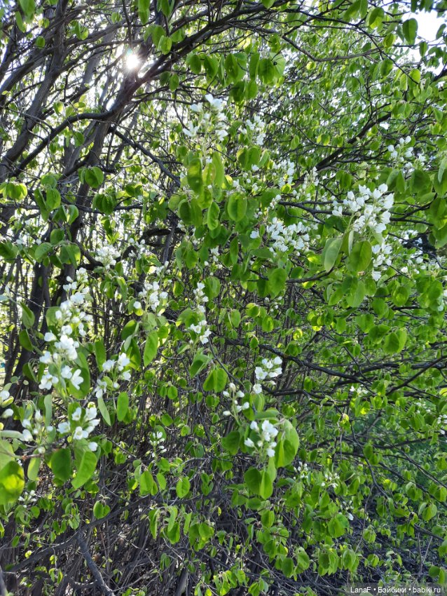 Приглашаем на прогулку в лесопарк