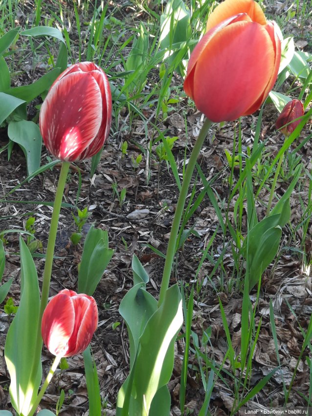 Приглашаем на прогулку в лесопарк