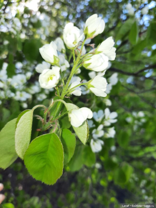 Приглашаем на прогулку в лесопарк