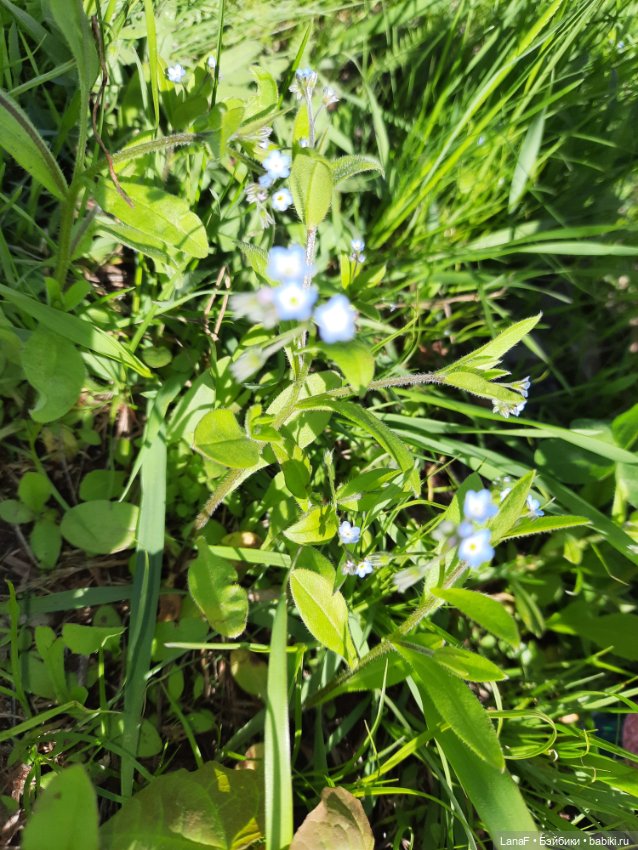 Приглашаем на прогулку в лесопарк (фото 4)