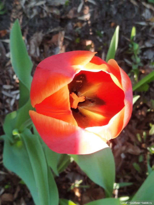 Приглашаем на прогулку в лесопарк