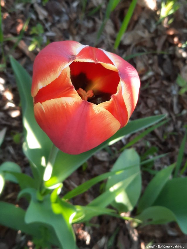 Приглашаем на прогулку в лесопарк