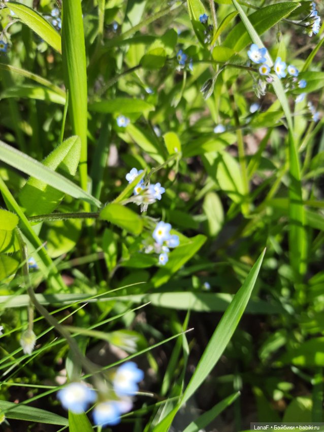 Приглашаем на прогулку в лесопарк (фото 5)
