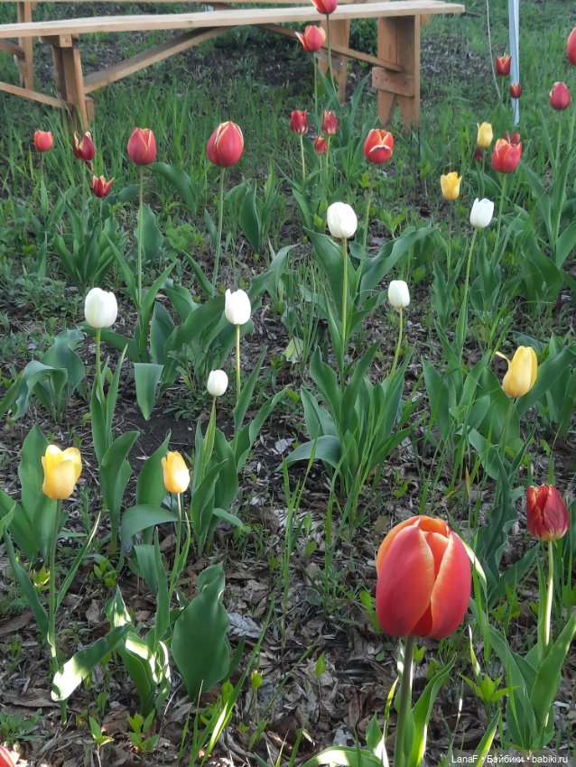 Приглашаем на прогулку в лесопарк