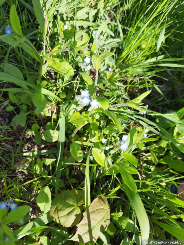 Приглашаем на прогулку в лесопарк (фото 3)