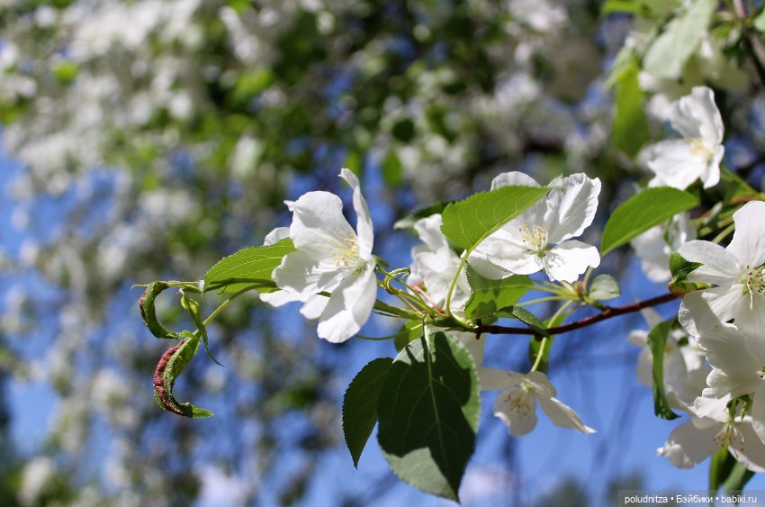 Весенние фото — Куклы Iplehouse (Иплхаус): BJD (БЖД)