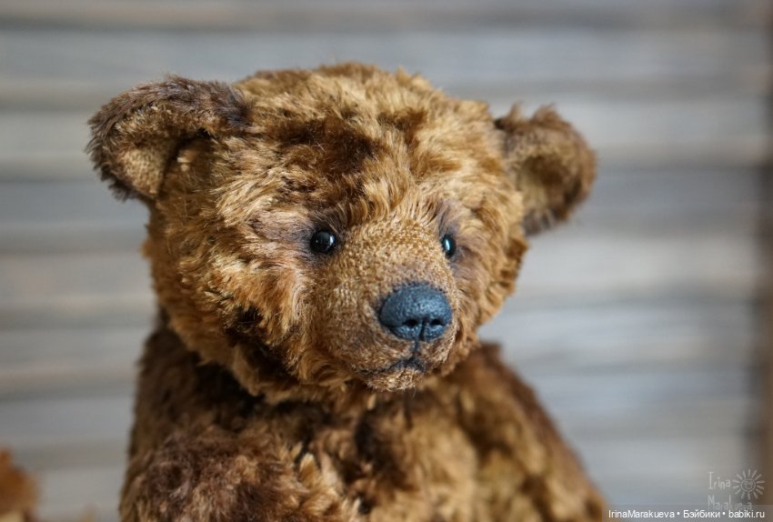 Тедди. Одна голова хорошо (фото 3)