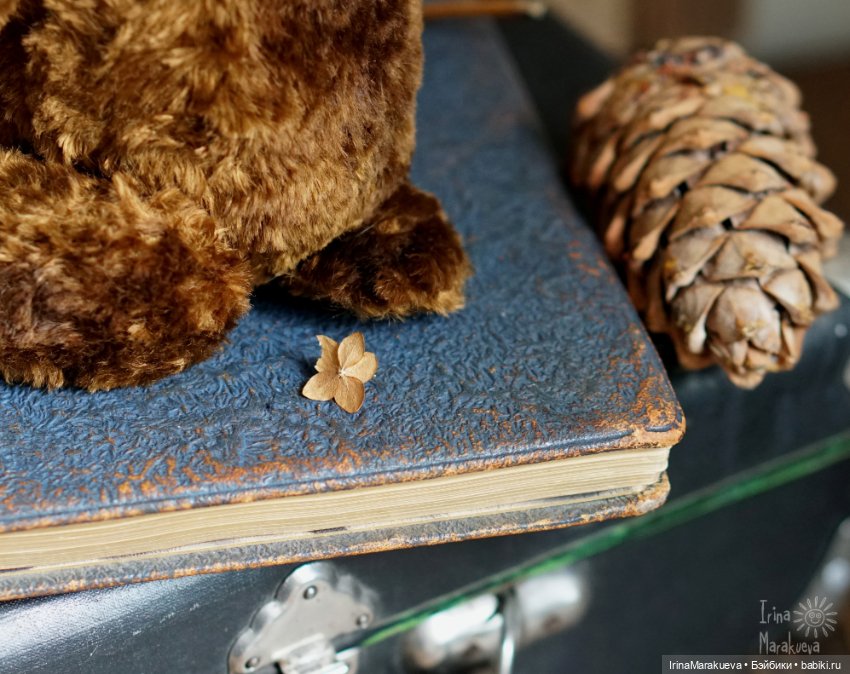 Тедди. Одна голова хорошо