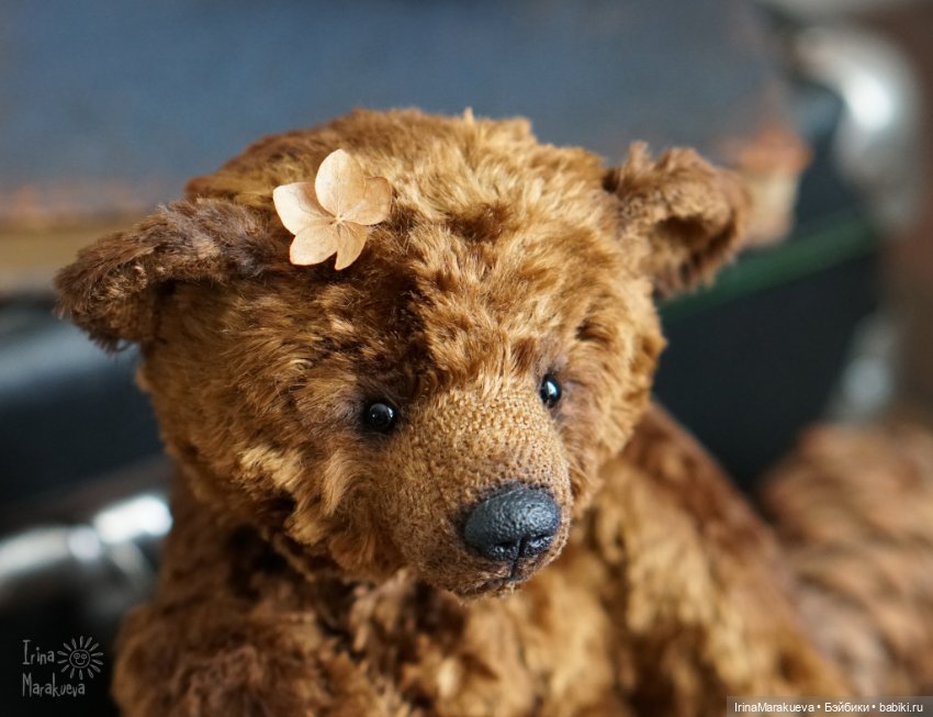 Тедди. Одна голова хорошо (фото 5)