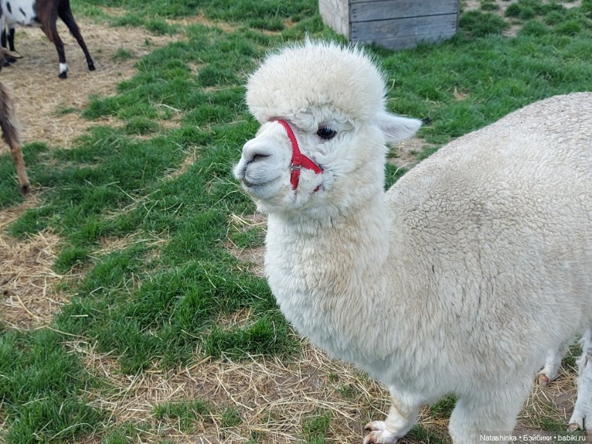 Fashion Dolls 373 — Туризм и путешествия: фотоотчеты из поездок (фото 2)