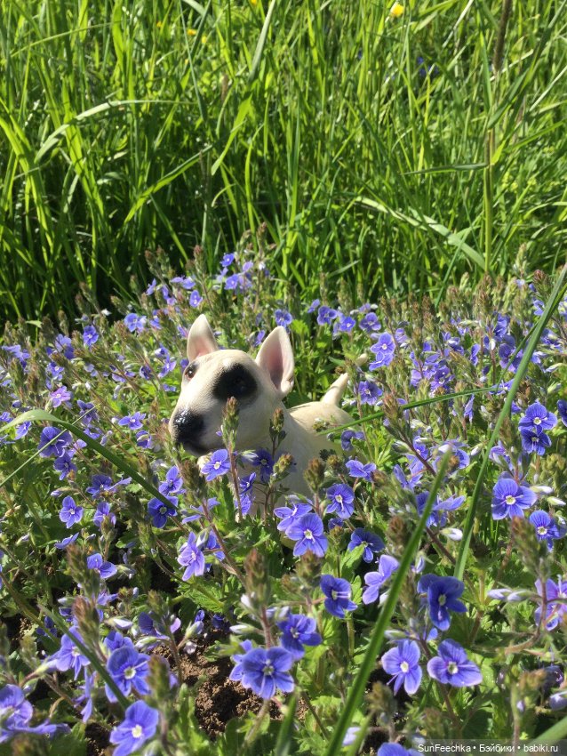 Матвей Сергеевич все ещё в строю!!! Гуляет с ПинкЛау (фото 4)