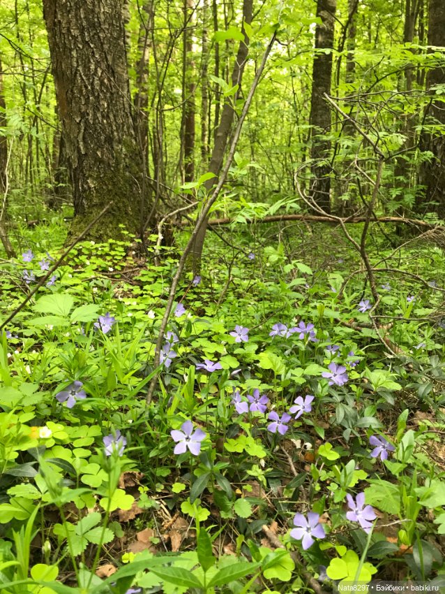 Первоцветы и Айрлис от Heidi Plusczok (фото 6)