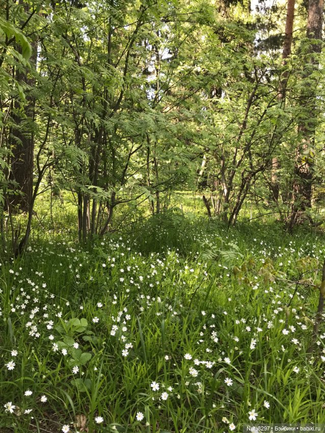 Первоцветы и Айрлис от Heidi Plusczok (фото 2)