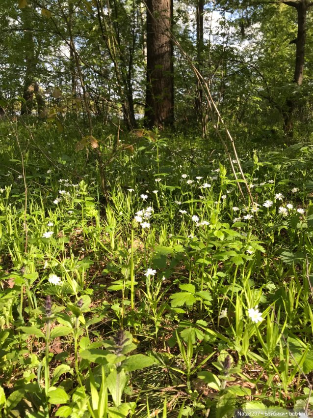 Первоцветы и Айрлис от Heidi Plusczok