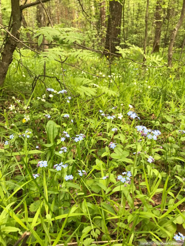 Первоцветы и Айрлис от Heidi Plusczok (фото 10)