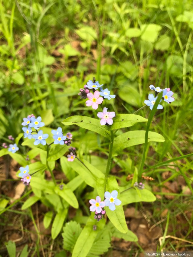 Первоцветы и Айрлис от Heidi Plusczok (фото 9)