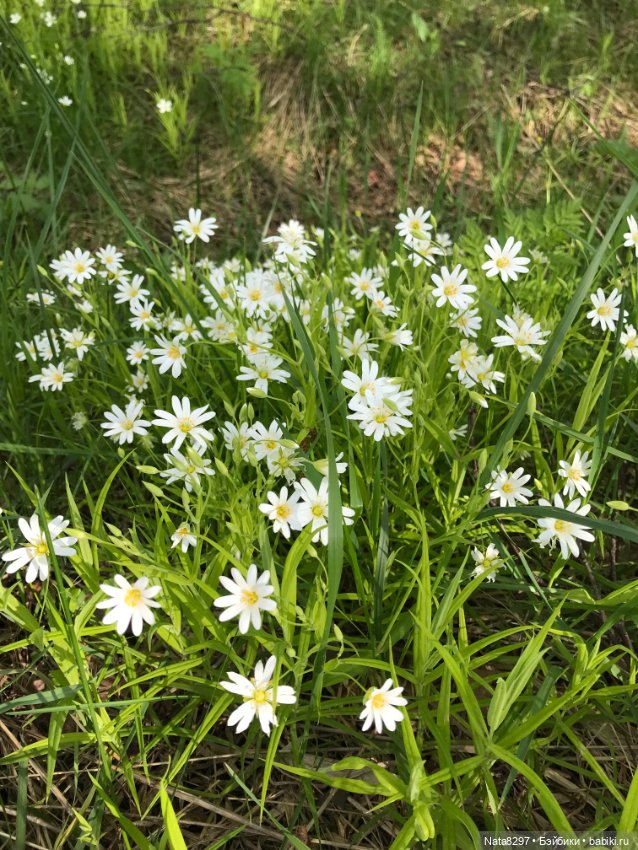 Первоцветы и Айрлис от Heidi Plusczok (фото 5)