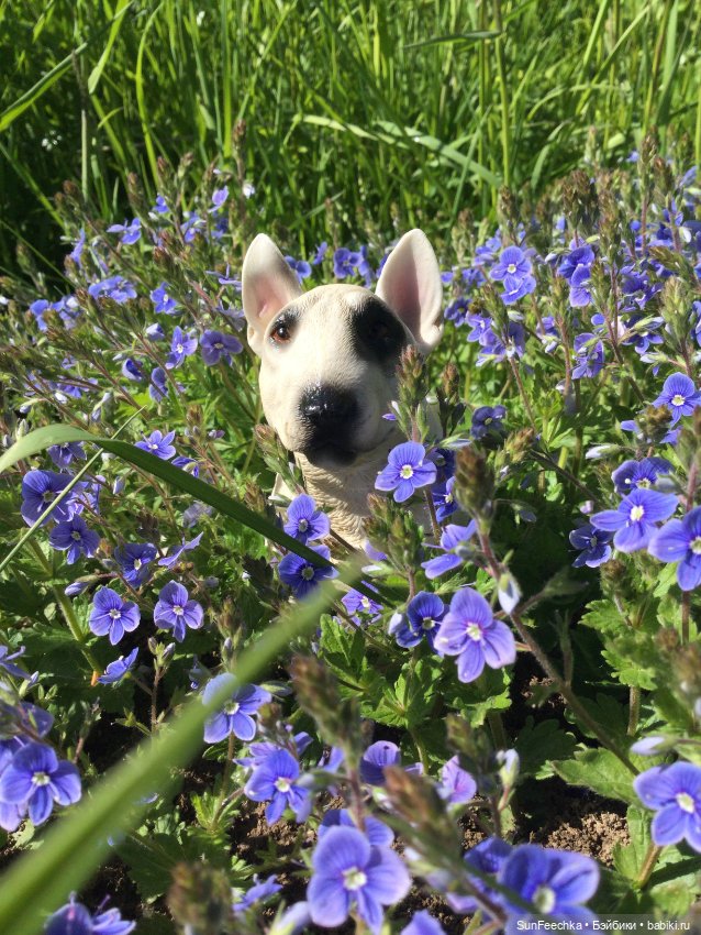 Матвей Сергеевич все ещё в строю!!! Гуляет с ПинкЛау (фото 3)