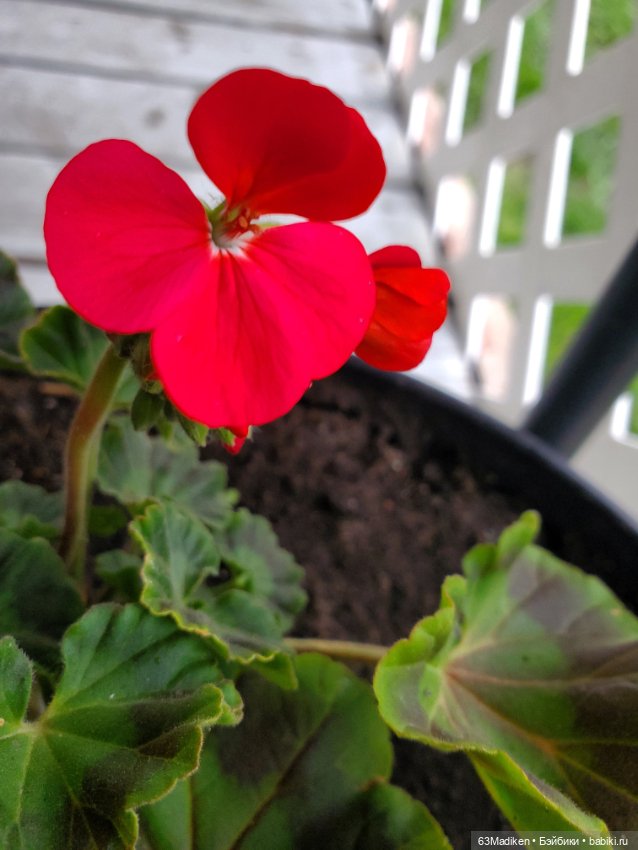 Сильвестр — Куклы Rainbow High (Рейнбоу Хай (фото 6)