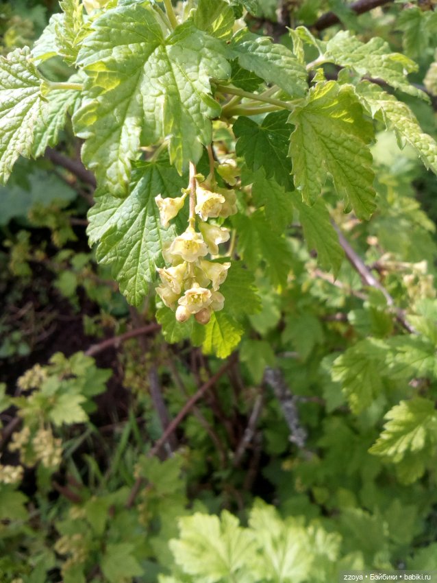 Гибриды шарнирных кукол (не БЖД): подбор тела (фото 7)