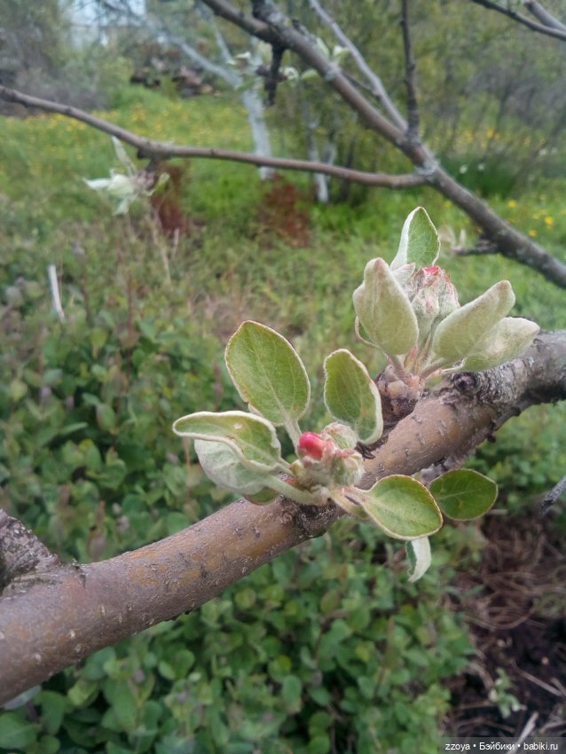 Гибриды шарнирных кукол (не БЖД): подбор тела (фото 4)