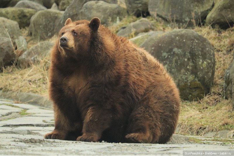 Разыскиваются толстячки — Интересные игрушки и фигурки (разное): редкие (фото 9)