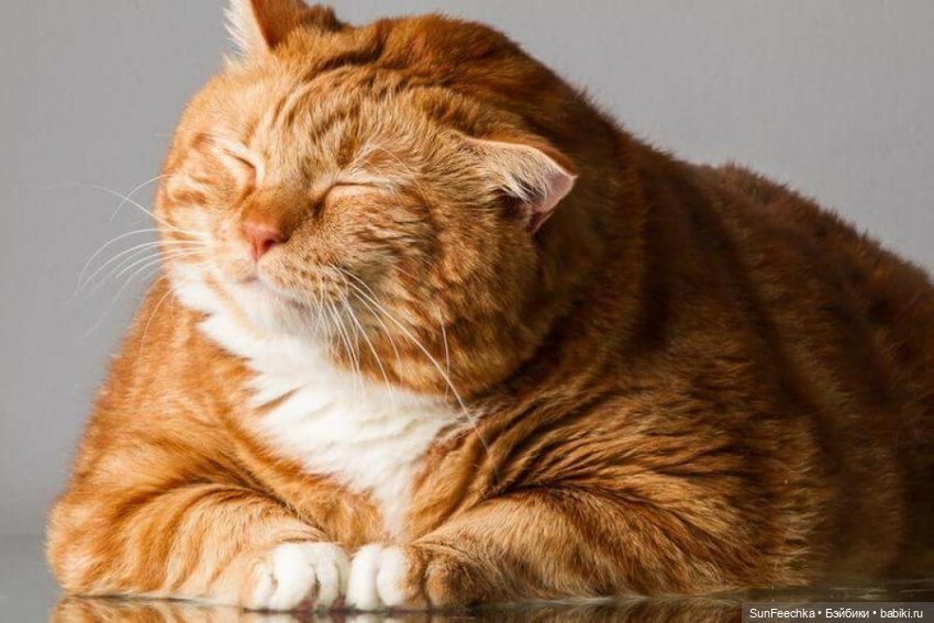 Разыскиваются толстячки — Интересные игрушки и фигурки (разное): редкие (фото 6)