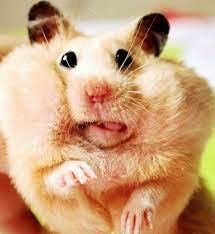 Разыскиваются толстячки — Интересные игрушки и фигурки (разное): редкие (фото 10)