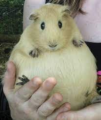 Разыскиваются толстячки — Интересные игрушки и фигурки (разное): редкие (фото 8)