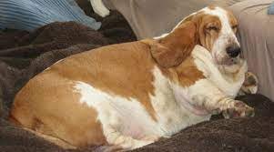 Разыскиваются толстячки — Интересные игрушки и фигурки (разное): редкие (фото 5)