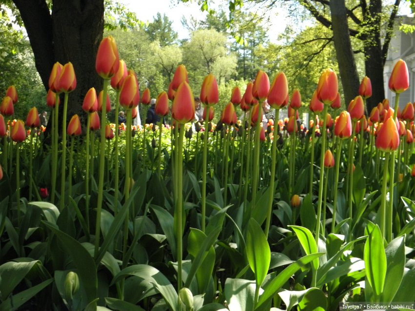 Фестиваль Тюльпанов на Елагином острове (фото 9)