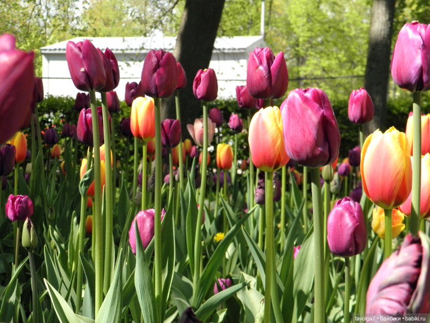 Фестиваль Тюльпанов на Елагином острове