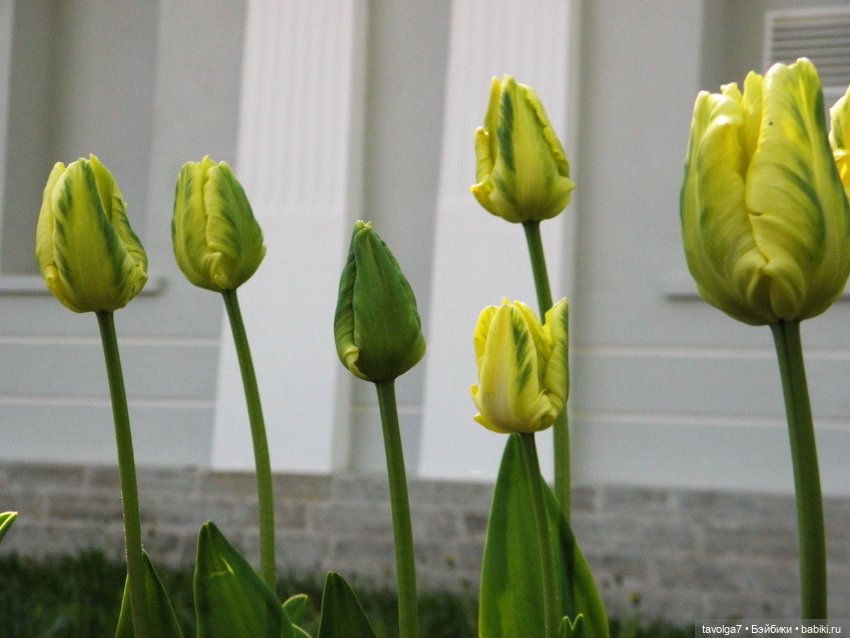 Фестиваль Тюльпанов на Елагином острове (фото 2)
