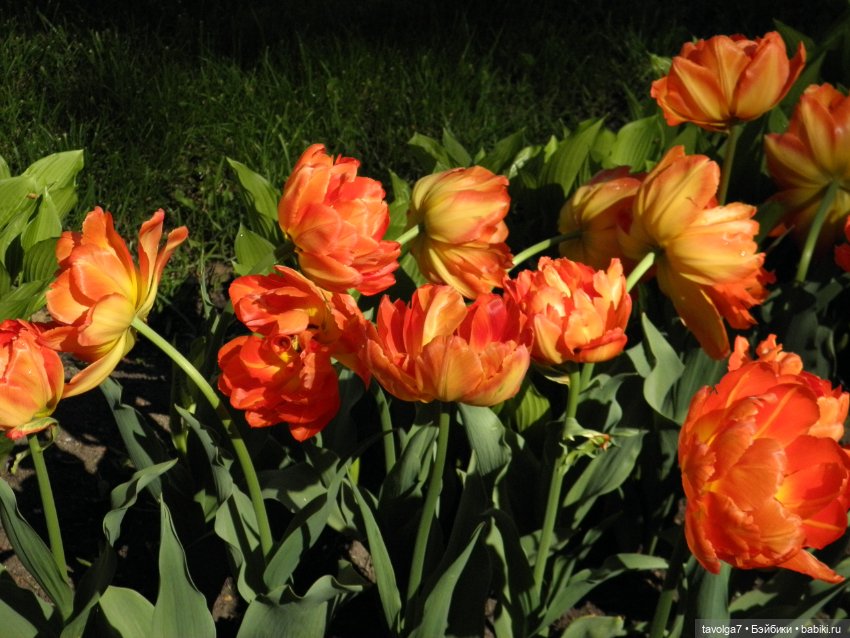 Фестиваль Тюльпанов на Елагином острове