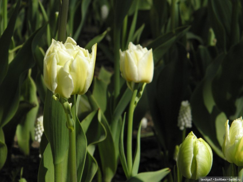 Фестиваль Тюльпанов на Елагином острове