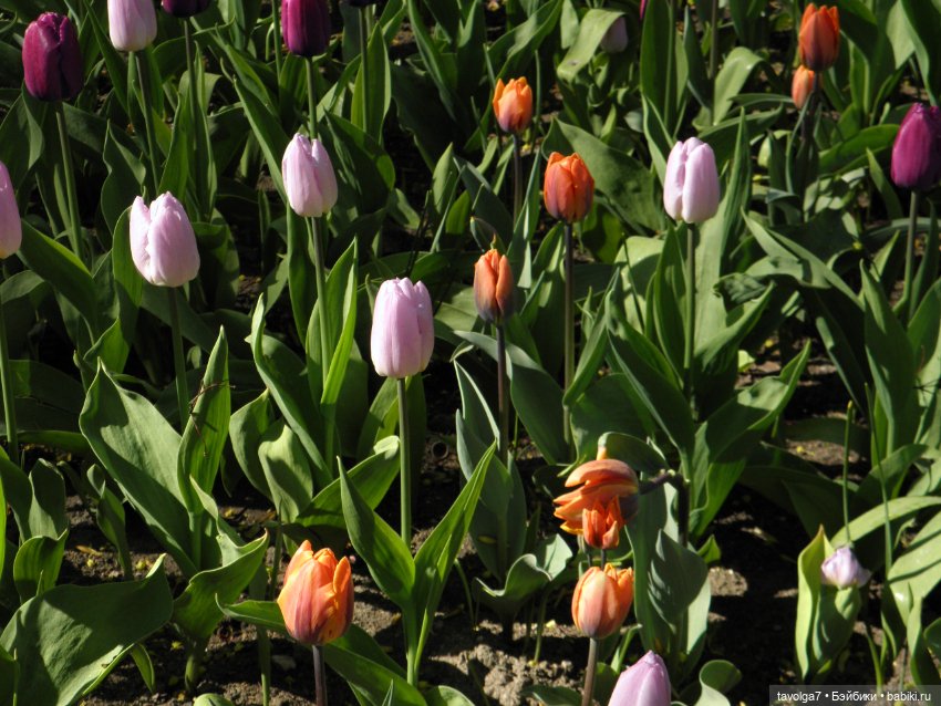 Фестиваль Тюльпанов на Елагином острове