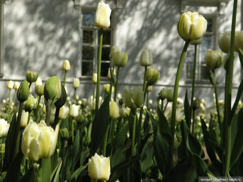 Фестиваль Тюльпанов на Елагином острове