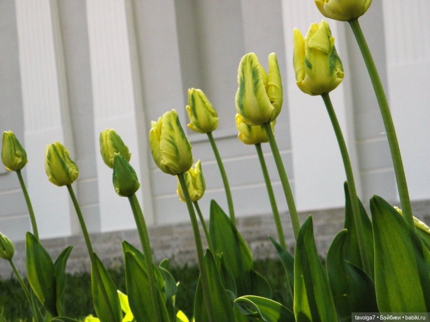 Фестиваль Тюльпанов на Елагином острове (фото 3)