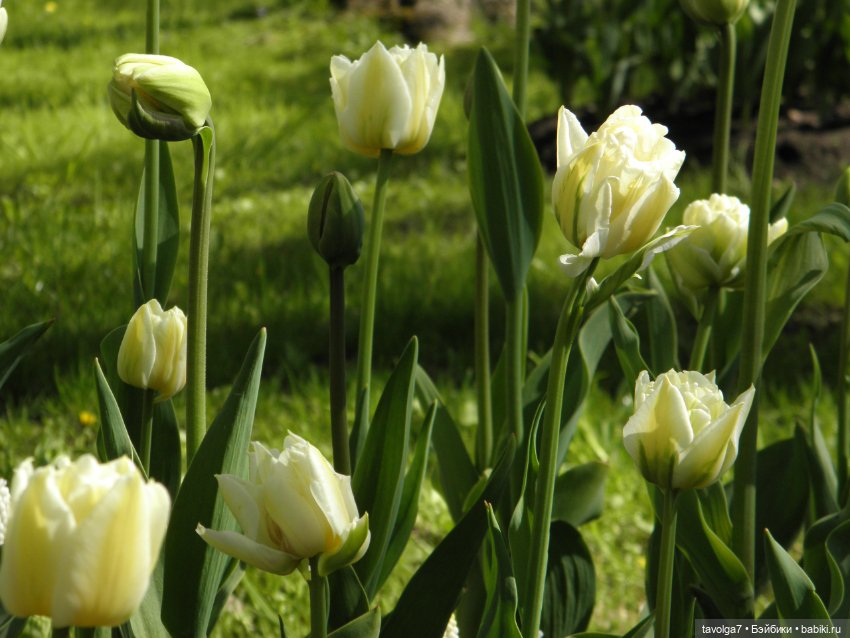 Фестиваль Тюльпанов на Елагином острове