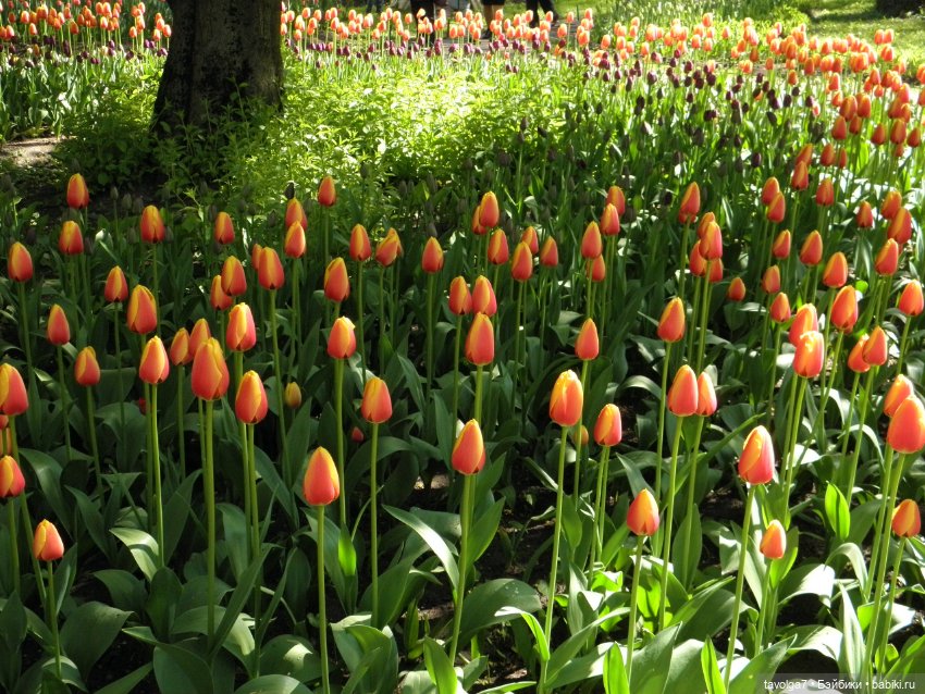 Фестиваль Тюльпанов на Елагином острове (фото 8)